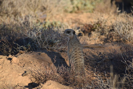 A cute meerkat is sitting in the desert of Oudtshoorn behind a big green tree, South Africa
