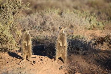 Two cute meerkats in the desert of Oudtshoorn, South Africa