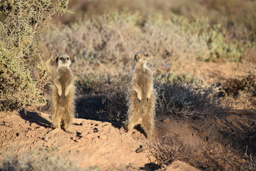 Two cute meerkats in the desert of Oudtshoorn, South Africa