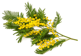 branch of Mimosa isolated on white background