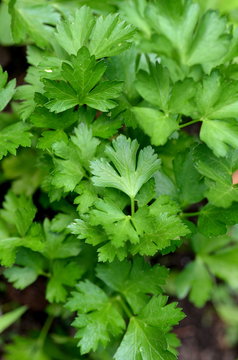 Closeup of fresh Italian parsley (Petroselinum crispum) leaves growing in a urban garden