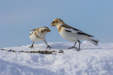 snow buntings in winter