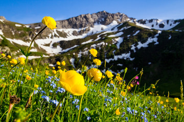 Meadow with alpine spring flowers (Trollius europaeus) in the European Alps of Liechtenstein