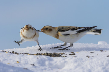 snow buntings in winter