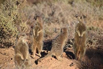 A cute meerkat family in the desert of Oudtshoorn behind a big green tree, South Africa
