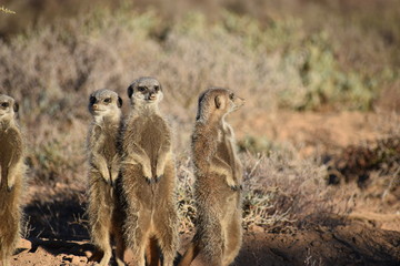 A cute meerkat family in the desert of Oudtshoorn behind a big green tree, South Africa