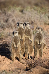 A cute meerkat family in the desert of Oudtshoorn behind a big green tree, South Africa