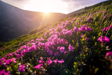 Beauty rhododendron in high mountains. Carpathians. Ukraine. © Sergii