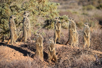 Obraz premium Cute meerkats in the desert of Oudtshoorn behind a big green tree, South Africa