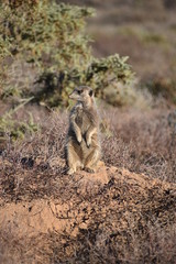 Fototapeta premium A cute meerkat is sitting in the desert of Oudtshoorn behind a big green tree, South Africa