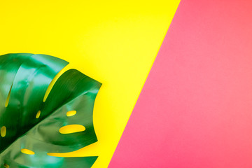 Tropical jungle monstera leaf on bright background