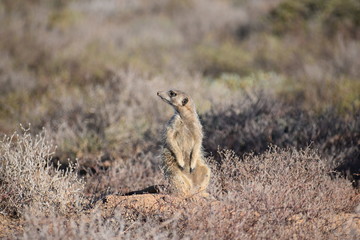 Naklejka na ściany i meble A cute meerkat is sitting in the desert of Oudtshoorn behind a big green tree, South Africa