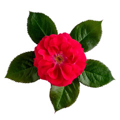 One red rose with leaves isolated on white. Top view.