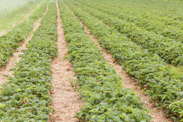 Fototapeta na wymiar strawberry plantation; rows of strawberry shrubs with straw between them