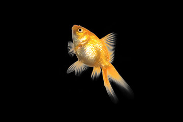Goldfish in front of a black background