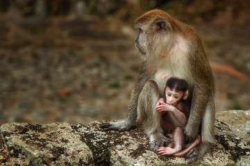 Long-tailed macaque family of mother and child