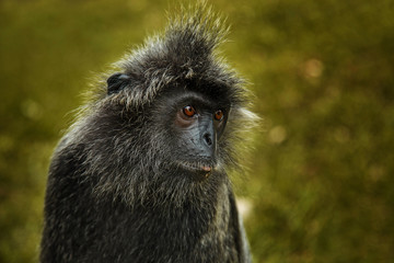 Wild silvered leaf monkey portrait