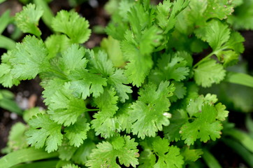 Fresh cilantro (Coriandrum sativum) plant growing in a urban garden
