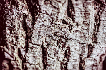 Tree bark texture background, macro