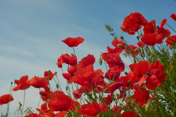 Obraz premium Red poppy flowers. Poppy flowers and blue sky in a field with bees and bumblebees