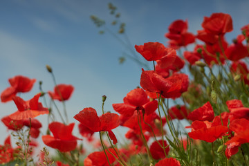 Obraz premium Red poppy flowers. Poppy flowers and blue sky in a field with bees and bumblebees