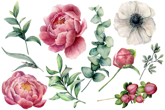 Watercolor floral set with flowers and eucalyptus branch. Hand painted peony, anemone, berries and leaves isolated on white background. Natural illustration for design, print, fabric or background.