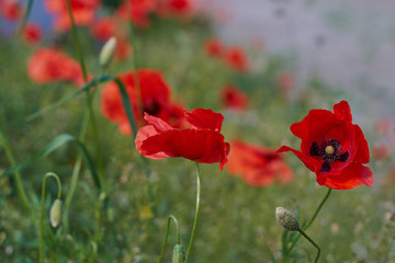 Fototapeta na wymiar Red poppy flowers. Poppy flowers and blue sky in a field with bees and bumblebees