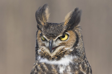 great-horned-owl portrait