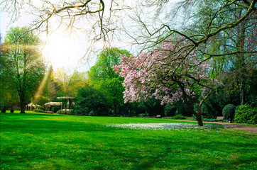 city park with a green lawn and crumbling magnolia in the sunlight