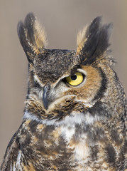 great-horned-owl portrait