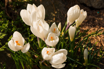 white crocuses in the garden in the spring