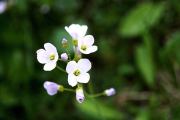 white flowers in the Austrian Alps in June 2018