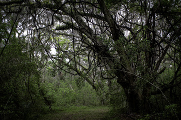 Tangled Tree