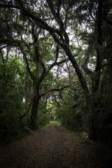 Fototapeta premium Path to Plantation