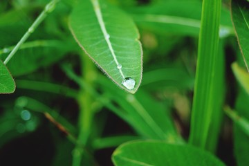 close-up of a raindrop on a leaf in the Austrian Alps in June 2018