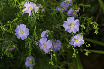  plant flax ordinary flowers buds leaves light blue close-up