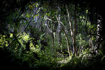 Fototapeta premium Woodland View 2