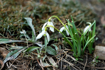 Many flowers of snowdrops close-up in the spring.
