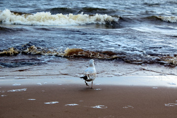 Sea