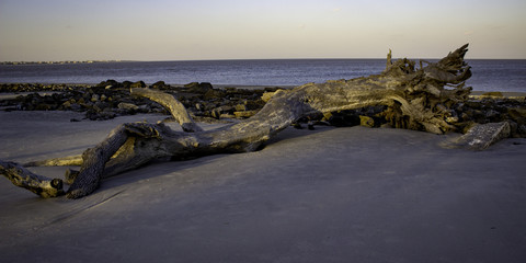 Obraz premium Fallen Tree on Beach