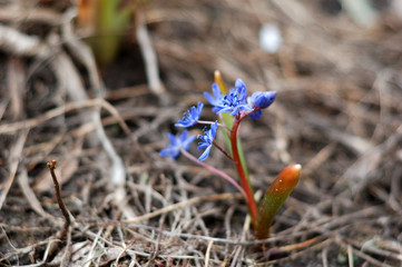 Many flowers of snowdrops close-up in the spring.
