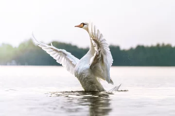 Fotobehang Zwaan Trotse zwaan toont zijn borst en spreidt zijn vleugels
