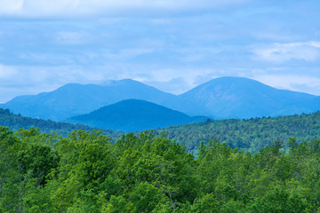 Forest in summer in Adirondacks mountains