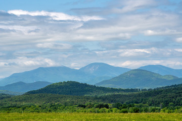 Forest in summer in Adirondacks mountains