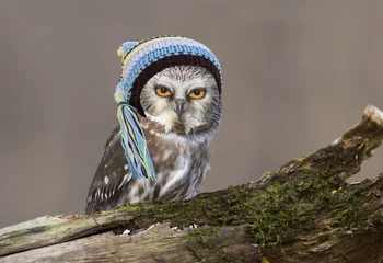 Photo sur Plexiglas Hibou Cute northern saw-whet owl with baby hat