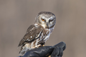  northern saw-whet owl portrait
