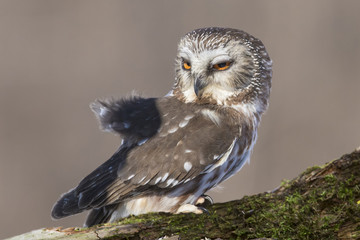  northern saw-whet owl portrait