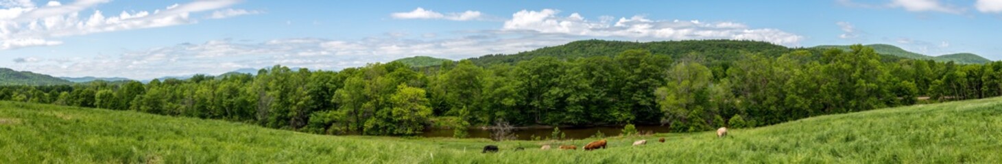 Panoramic view of a country land with beef herd near a river
