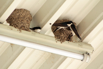 group of house martins building their nests under the roof of industrial building