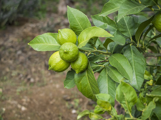 Green lemons